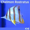 [TodoMarino.com] Más peces en stock!!!
