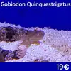 [TodoMarino.com] Más peces en stock!!!