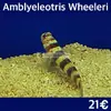 [TodoMarino.com] Más peces en stock!!!