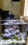 [TodoMarino.com] Micro acuario marino