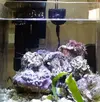 [TodoMarino.com] Micro acuario marino
