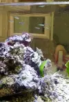 [TodoMarino.com] Micro acuario marino
