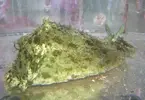 [TodoMarino.com] Vendo Dolabella Auricularia - Madrid