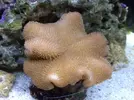 [TodoMarino.com] Sarcophyton elegants enfermo