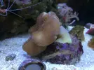 [TodoMarino.com] Sarcophyton elegants enfermo