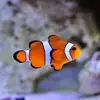 [TodoMarino.com] cambio peces por corales