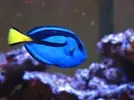 [TodoMarino.com] cambio peces por corales