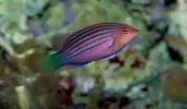 [TodoMarino.com] cambio peces por corales