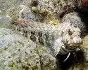 [TodoMarino.com] cambio peces por corales