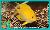 [TodoMarino.com] cambio peces por corales