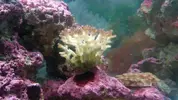 [TodoMarino.com] problema con pocillopora??