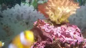 [TodoMarino.com] problema con pocillopora??