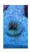 [TodoMarino.com] Zoas Sunny y red hornet.más regalazo  Envio - Langreo, asturias
