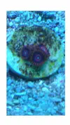 [TodoMarino.com] Zoas Sunny y red hornet.más regalazo  Envio - Langreo, asturias