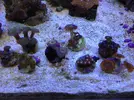 [TodoMarino.com] Vendo Zoos BCN - Barcelona