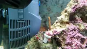 [TodoMarino.com] problema con pocillopora??