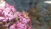 [TodoMarino.com] problema con pocillopora??