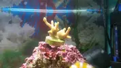 [TodoMarino.com] problema con pocillopora??