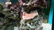 [TodoMarino.com] problema con pocillopora??