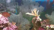 [TodoMarino.com] problema con pocillopora??