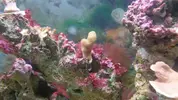 [TodoMarino.com] problema con pocillopora??