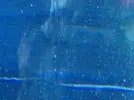 [TodoMarino.com] Puntos blancos en el cristal de mi acuario