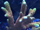 [TodoMarino.com] Tu montipora favorita