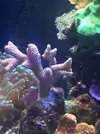 [TodoMarino.com] Tu montipora favorita