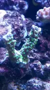 [TodoMarino.com] Tu montipora favorita