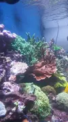 [TodoMarino.com] Tu montipora favorita