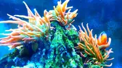 [TodoMarino.com] anemonas quadricolor rojas - siero asturias