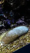 [TodoMarino.com] pepino de mar