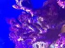 [TodoMarino.com] Plaga... de alga?