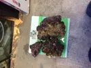 [TodoMarino.com] Madrid Roca viva con actinodiscos - Mejorada del campo/Coslada