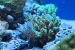 [TodoMarino.com] Acropora tenuis puntas azules - Alcalá de Henares (Madrid)