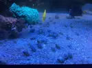 [TodoMarino.com] Nassarius y unas 20 cab de euphylia divisa- Pontevedra