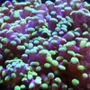 [TodoMarino.com] Nassarius y unas 20 cab de euphylia divisa- Pontevedra