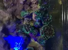 [TodoMarino.com] Nassarius y unas 20 cab de euphylia divisa- Pontevedra