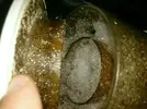 [TodoMarino.com] dudas skimmer 300l +100l sump