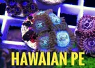 [TodoMarino.com] Pack 12 zoanthus - Caceres