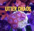 [TodoMarino.com] Pack 12 zoanthus - Caceres