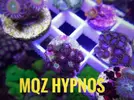 [TodoMarino.com] Pack 12 zoanthus - Caceres
