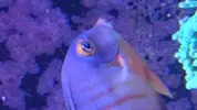 [TodoMarino.com] Acanthurus tristis raro
