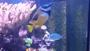 [TodoMarino.com] Vendo Siganus vulpinus Viladecans ( Barcelona) - Barcelona