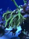 [TodoMarino.com] Esquejes y piezas SPS y LPS (envios) - Madrid
