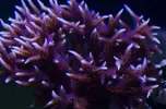 [TodoMarino.com] Vendo Esquejes Caliendrum Azul y Hystrix Morada (Barcelona no envio) - Barcelona
