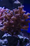 [TodoMarino.com] Vendo Esquejes Caliendrum Azul y Hystrix Morada (Barcelona no envio) - Barcelona