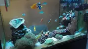 [TodoMarino.com] Venta acuario sump, mesa y rellenador automático - Madrid (Alcalá de henares)