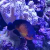 [TodoMarino.com] Vendo centropyge bispinosus - Figueres