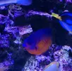 [TodoMarino.com] Vendo centropyge bispinosus - Figueres